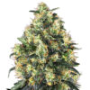 Super Skunk Auto Feminized | Sensi Seeds Autoflower Seeds Evertree 3