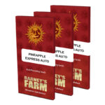 Pineapple Express Auto Feminized Seeds by Barney's Farm