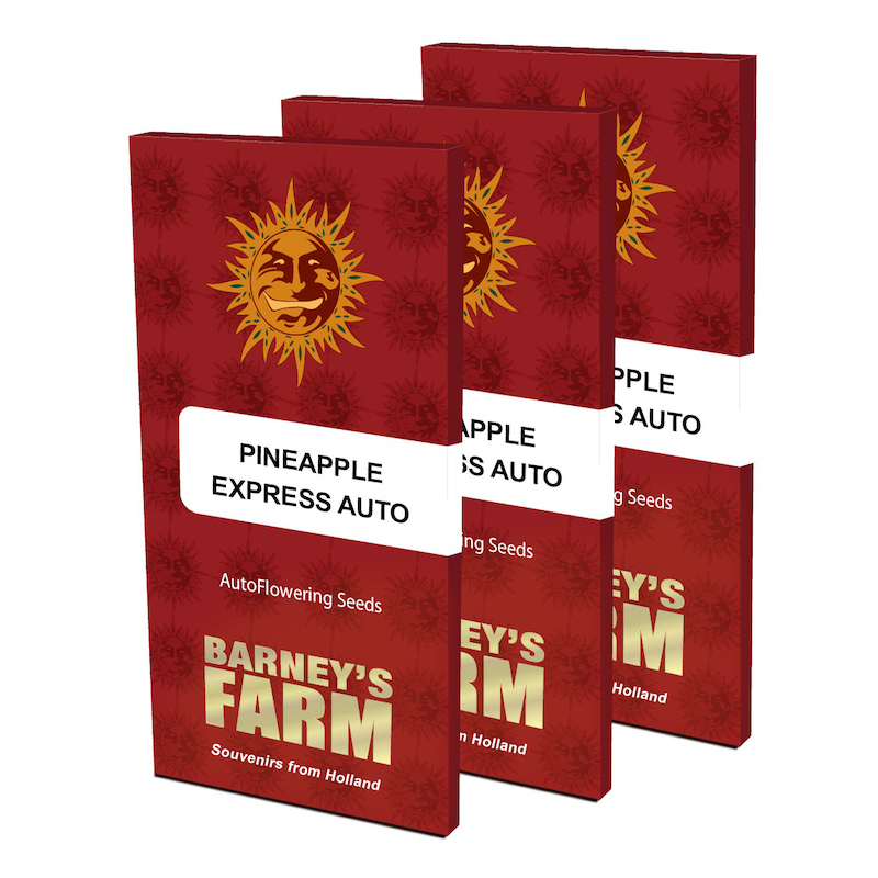 Pineapple Express Auto Feminized Seeds by Barney's Farm