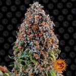 Critical Kush cannabis flower by Barney's Farm