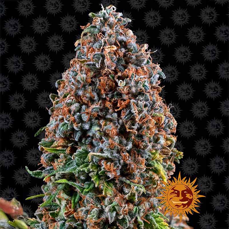 Critical Kush cannabis flower by Barney's Farm