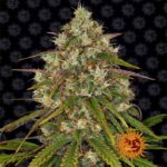 Liberty Haze cannabis flower by Barney's Farm