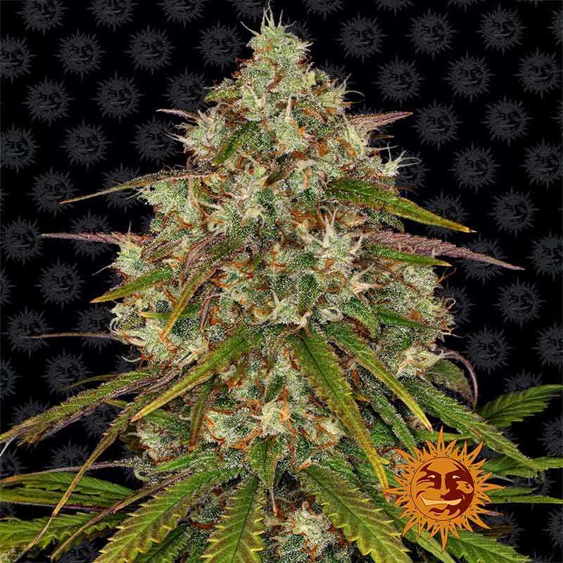Liberty Haze cannabis flower by Barney's Farm