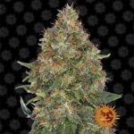 Pineapple Express cannabis flower by Barney's Farm