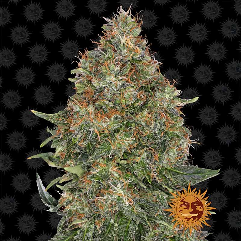 Pineapple Express cannabis flower by Barney's Farm