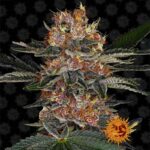 Purple Punch cannabis flower by Barney's Farm