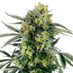 Blueberry Zkittlez Autoflower cannabis plant