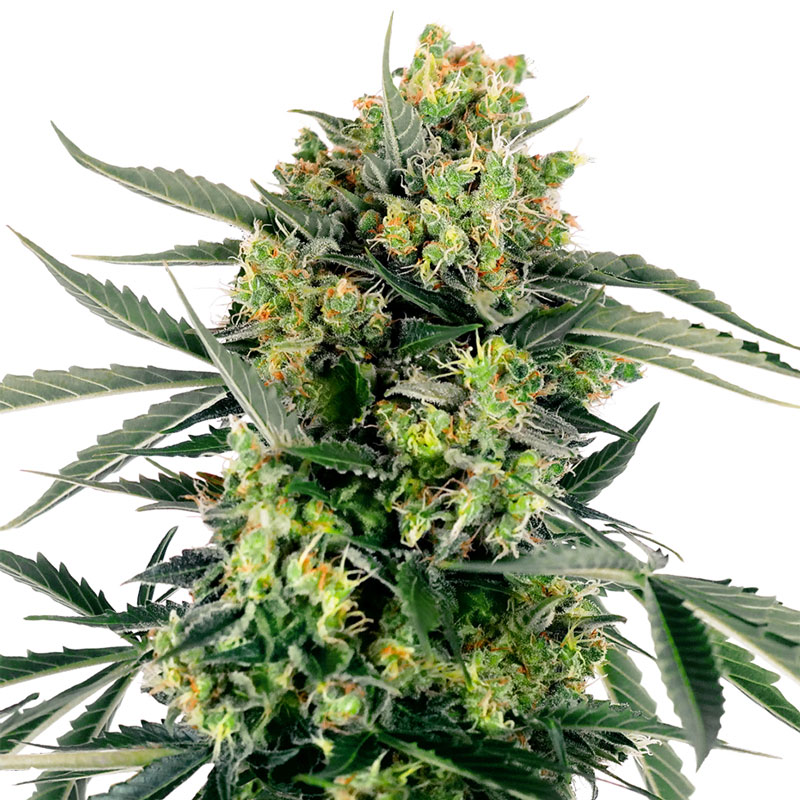 Blueberry Zkittlez Autoflower cannabis plant
