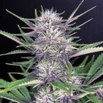 Banana Purple Punch Auto cannabis flower close-up