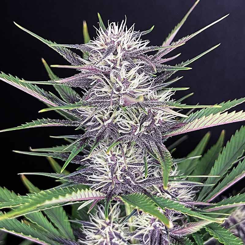 Banana Purple Punch Auto cannabis flower close-up