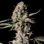 Gorilla Zkittlez Auto cannabis plant during flowering