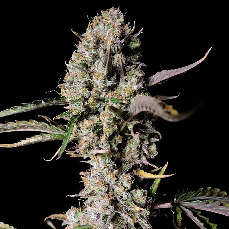 Gorilla Zkittlez Auto cannabis plant during flowering