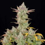 Gorilla Cookies Auto cannabis plant in bloom