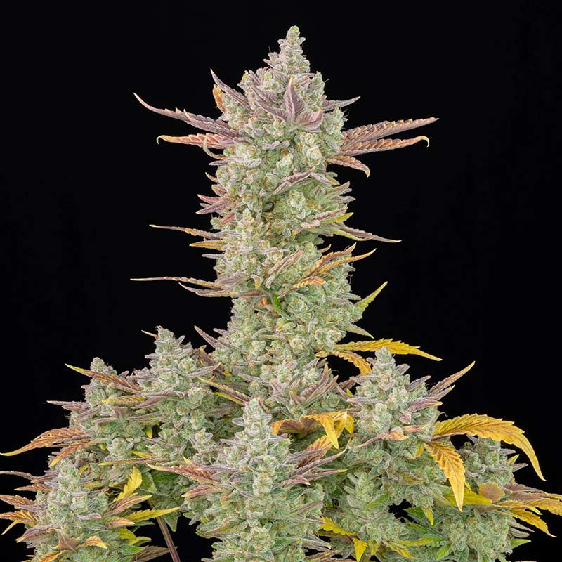 Gorilla Cookies Auto cannabis plant in bloom