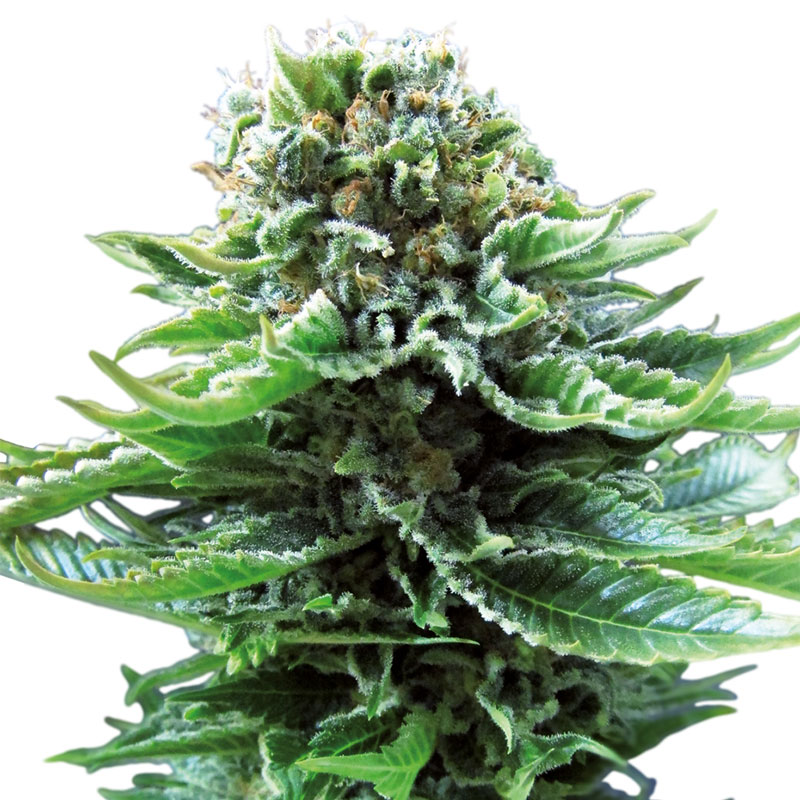 Northern Lights Automatic cannabis flower