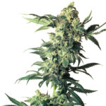 Northern Lights feminized cannabis plant