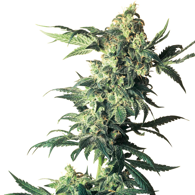 Northern Lights feminized cannabis plant
