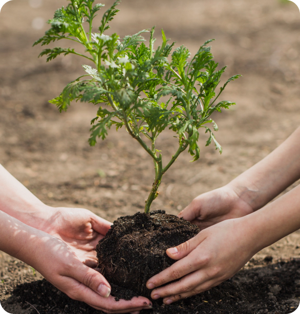 One Tree Planted for Every Herbal Vape Sold