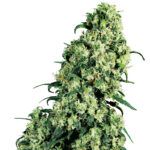 Skunk #1 feminized cannabis plant