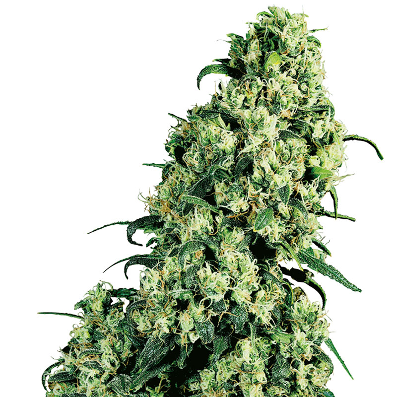 Skunk #1 feminized cannabis plant