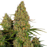 Sticky Orange XXL Autoflower cannabis plant