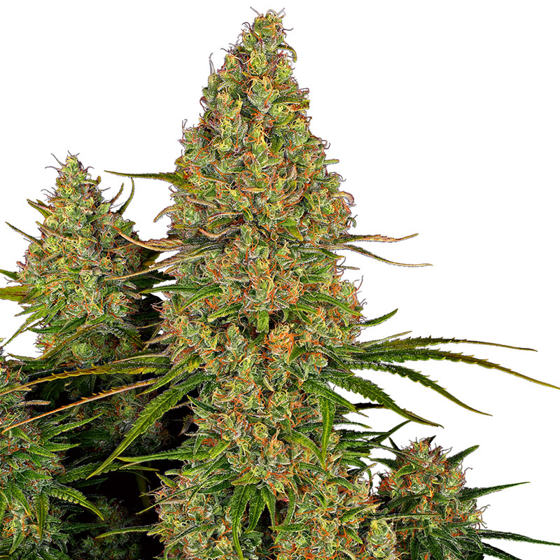 Sticky Orange XXL Autoflower cannabis plant