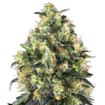 Super Skunk Automatic cannabis flower