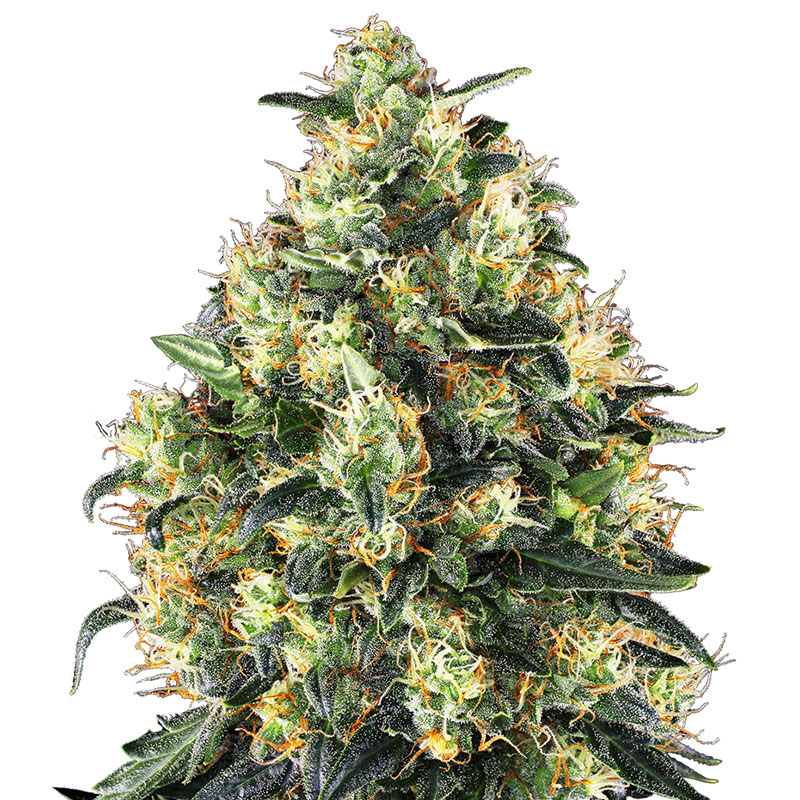 Super Skunk Automatic cannabis flower