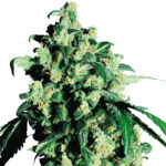 Super Skunk feminized cannabis plant