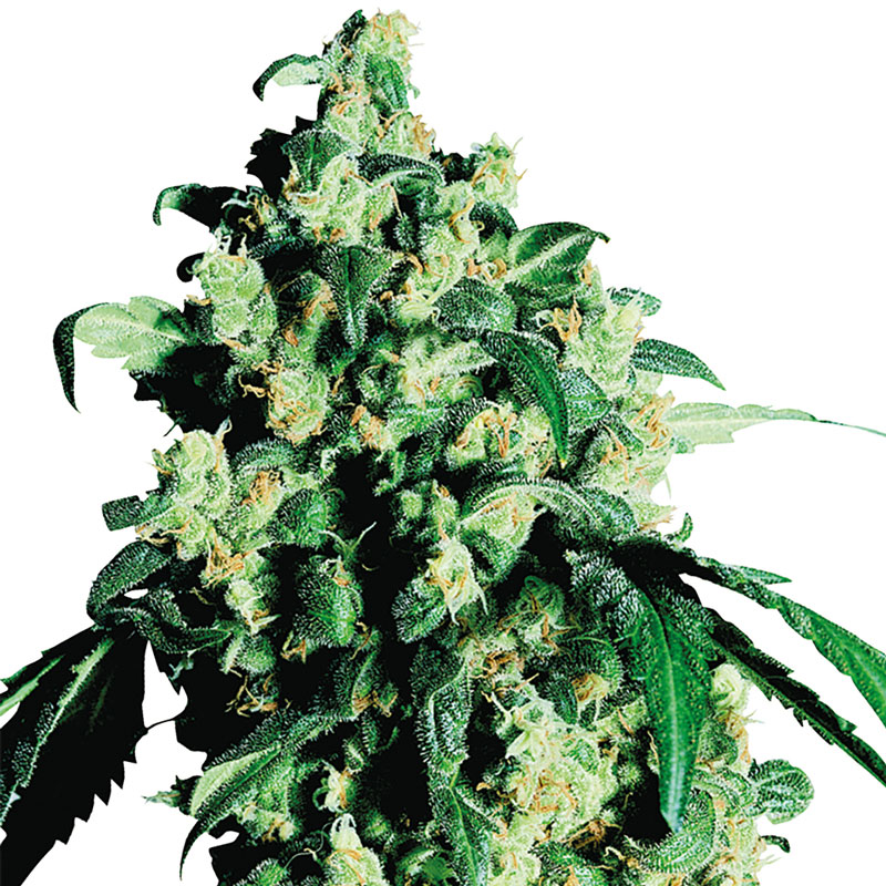 Super Skunk feminized cannabis plant