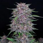 Banana Purple Punch Auto purple cannabis flower