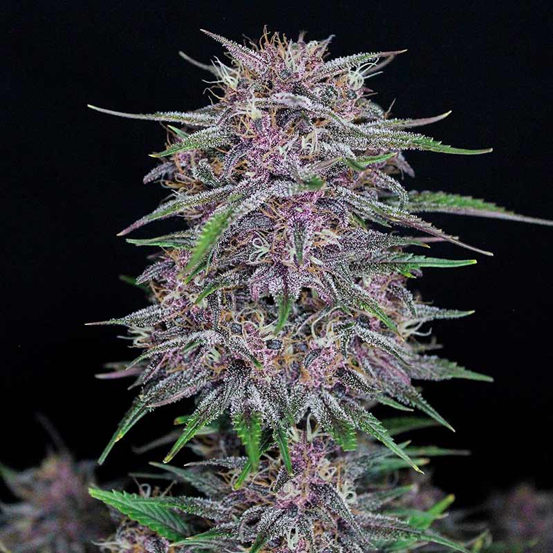 Banana Purple Punch Auto purple cannabis flower