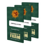 Critical Kush Feminized Seeds by Barney's Farm