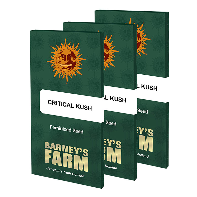Critical Kush Feminized Seeds by Barney's Farm