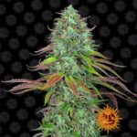 LSD Auto cannabis plant by Barney's Farm
