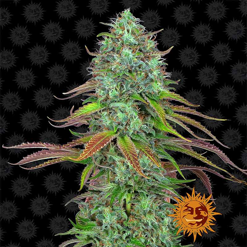 LSD Auto cannabis plant by Barney's Farm