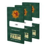 LSD Feminized Seeds by Barney's Farm