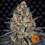Barney's Farm LSD feminized cannabis seed plant