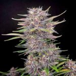 buds fastbuds banana purple punch auto