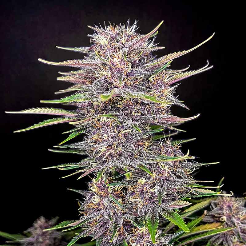 buds fastbuds banana purple punch auto