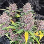 Purple Lemonade Auto cannabis plant with purple flowers