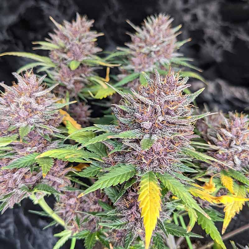 Purple Lemonade Auto cannabis plant with purple flowers