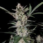 Fast Buds cannabis plant flowering close-up
