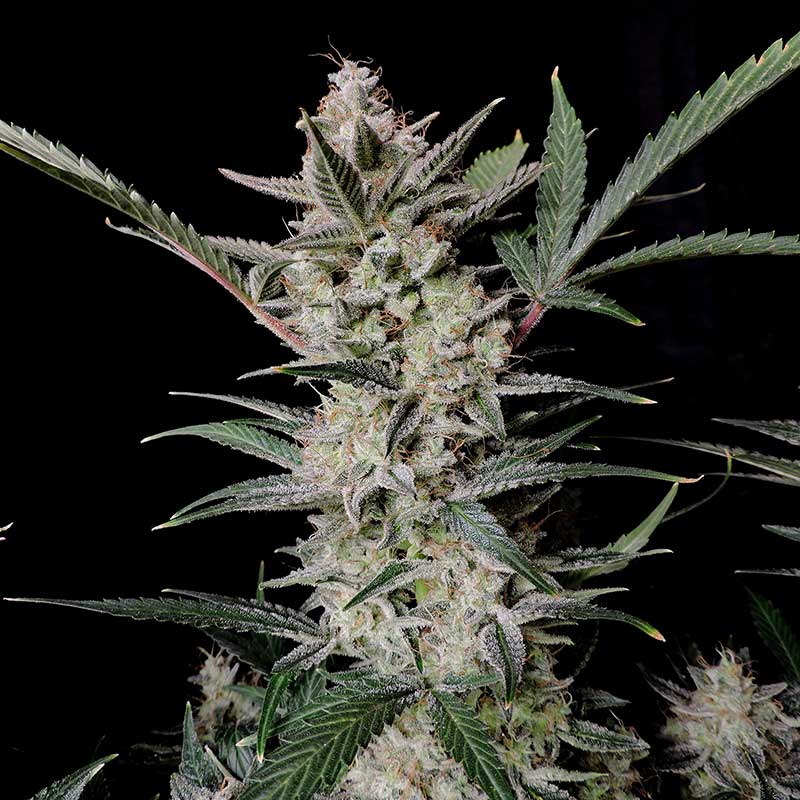 Fast Buds cannabis plant flowering close-up