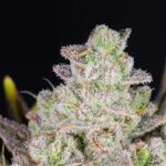 Gorilla Cookies Auto cannabis flower close-up