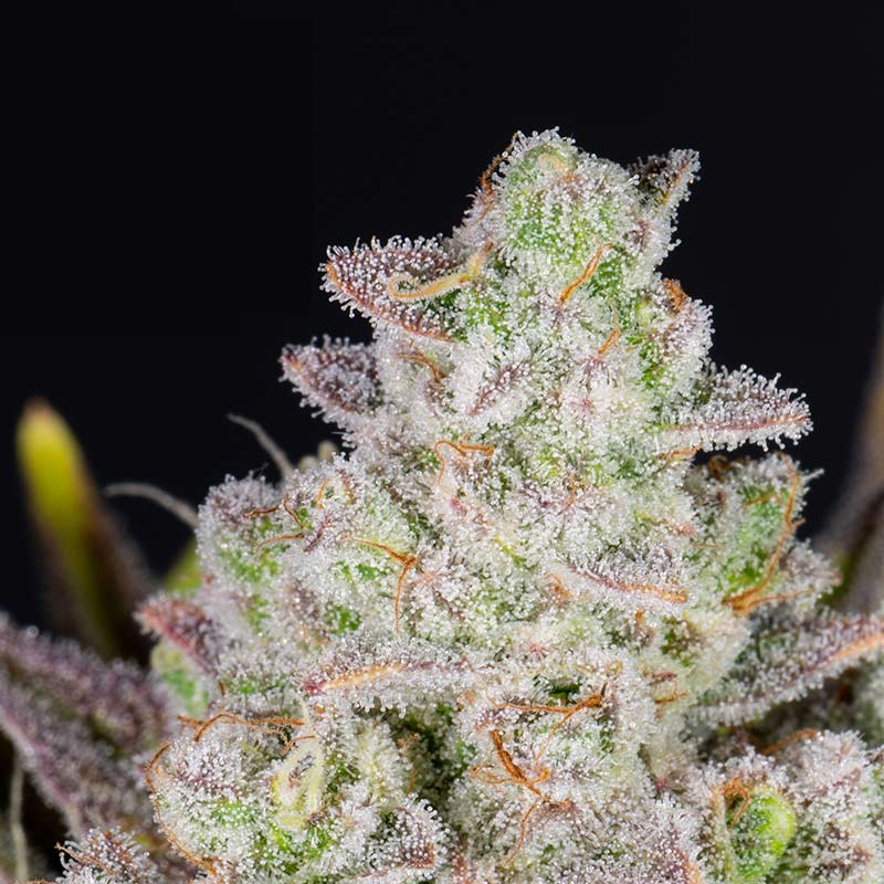 Gorilla Cookies Auto cannabis flower close-up