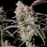 Gorilla Zkittlez Auto cannabis flower macro close-up