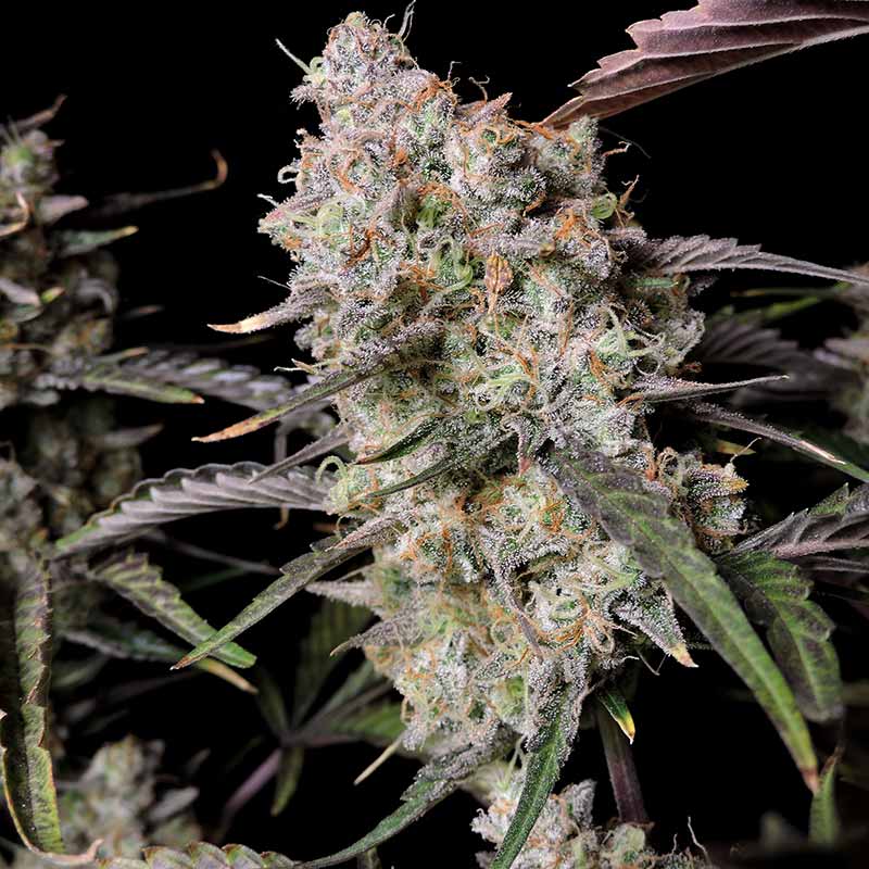 Gorilla Zkittlez Auto cannabis flower macro close-up