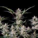 Fast Buds cannabis flower close-up