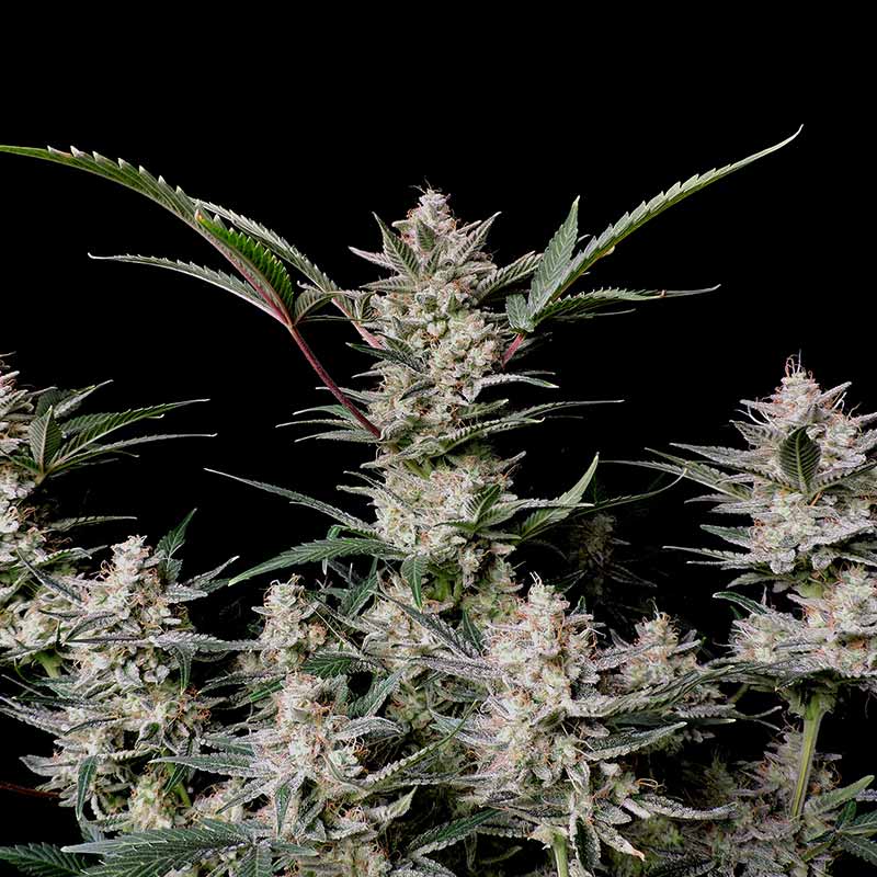 Fast Buds cannabis flower close-up